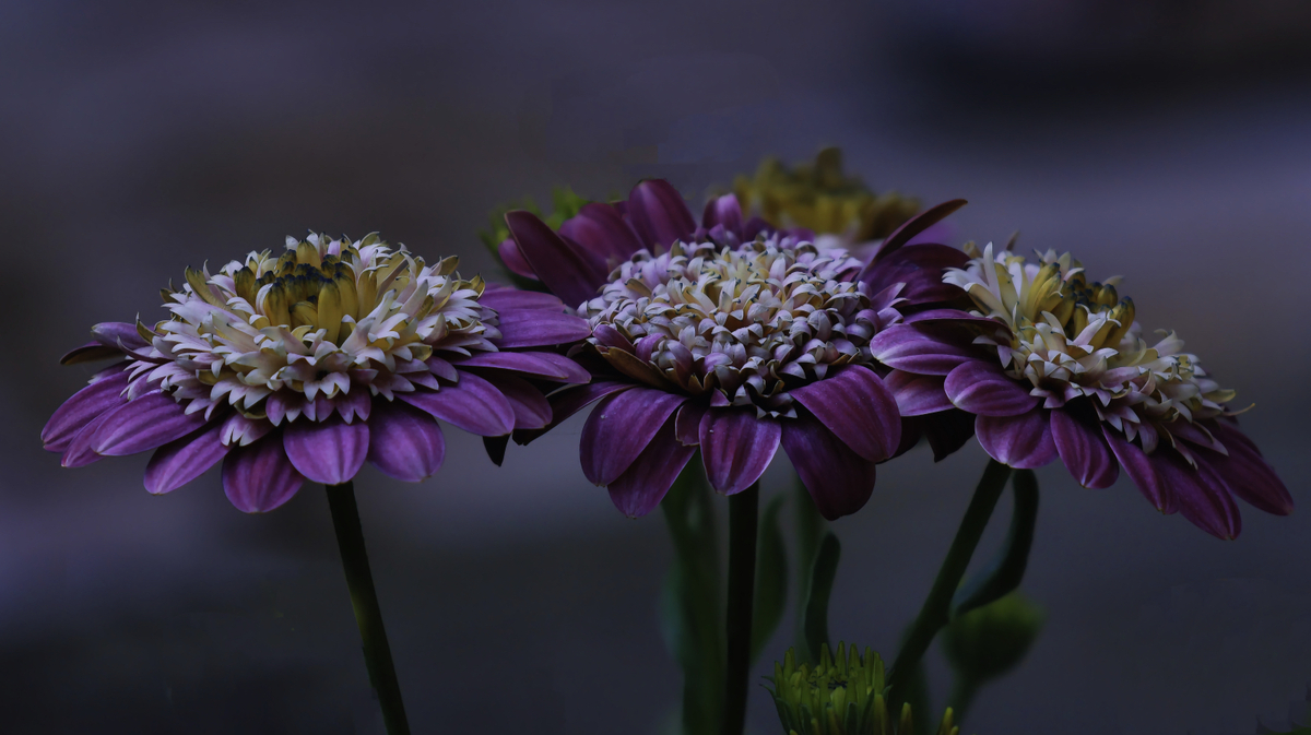 Three flower heads